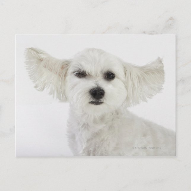 Dog winking postcard (Front)