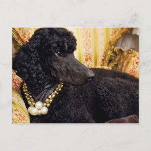 Dog with a Pearl Necklace Postcard