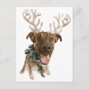 Dog with antlers postcard