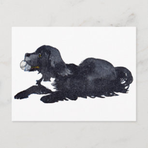 Dog with Ball Wants to Play Fetch Postcard