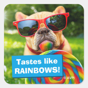 Dog With Big Lollipop Square Sticker
