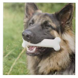 Dog with bone tile
