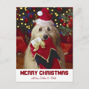 Dog with Christmas stocking Holiday Postcard