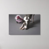Dog with diva bowl, sniffing floor