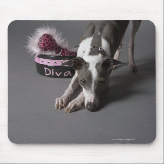 Dog with diva bowl, sniffing floor mouse pad