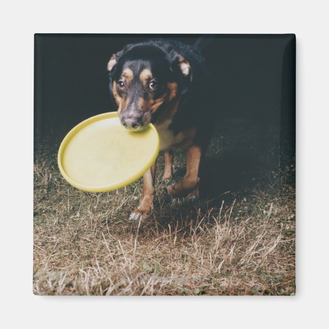Dog With Frisbee in Mouth Magnet (Front)