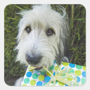 Dog with gift in mouth square sticker