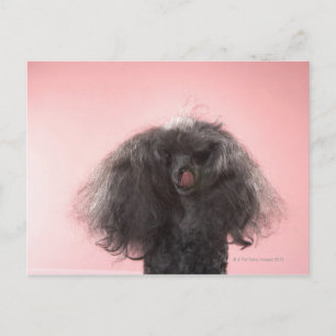 Dog with hair in front of face and tongue out postcard