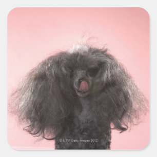 Dog with hair in front of face and tongue out square sticker