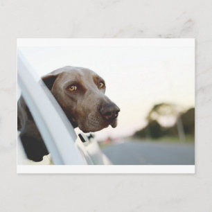 Dog with head out of a car window postcard