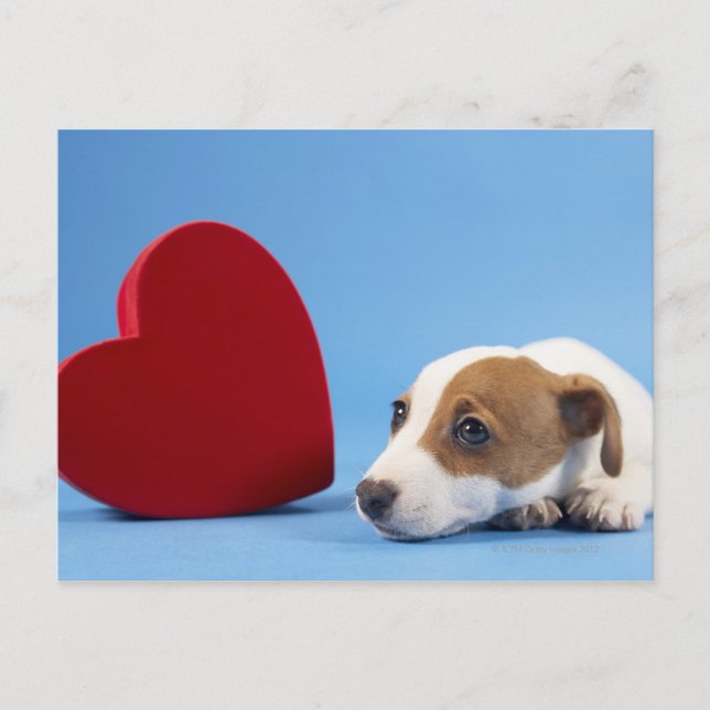 Dog with heart postcard (Front)