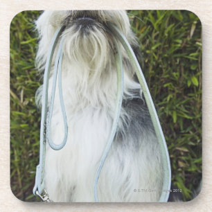 Dog with leash in mouth coaster