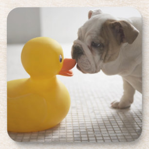 Dog with plastic duck coaster