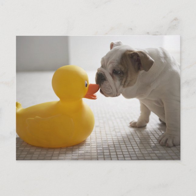Dog with plastic duck postcard (Front)