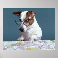 Dog with reading glasses studying map