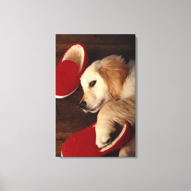 Dog with shoes lying on wooden floor, elevated canvas print (Front)
