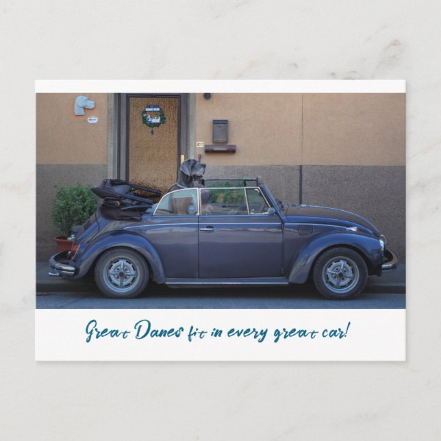 Dog with Style: Great Danes Postcard (Front)