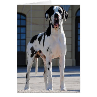 Dogge allemand taché, Harlekin, Great Dane, Dogue