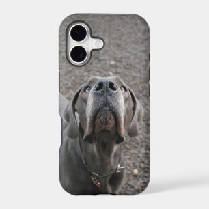 Dogge am Ohr