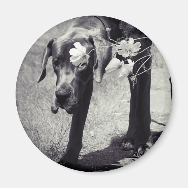 Dogge Balu Magnet (Front)