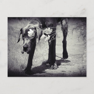 Dogge Balu Postcard