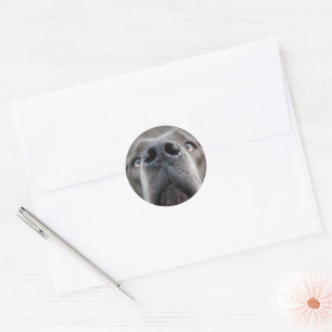doggenase classic round sticker