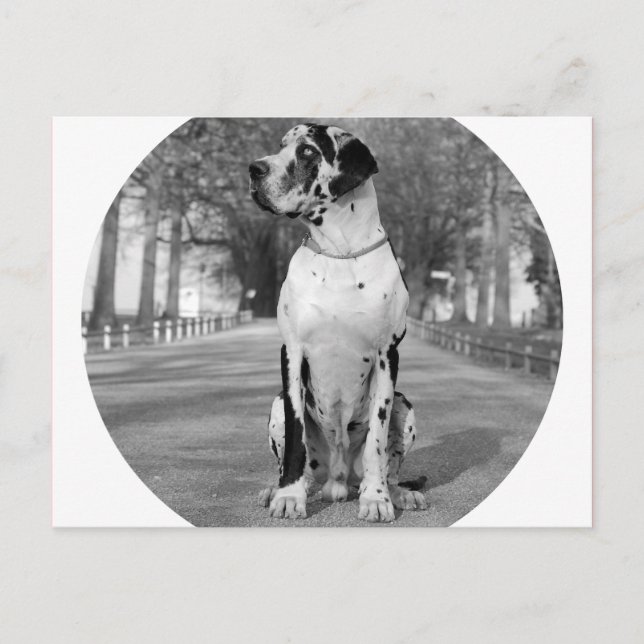 Doggenhaus Postcard (Front)