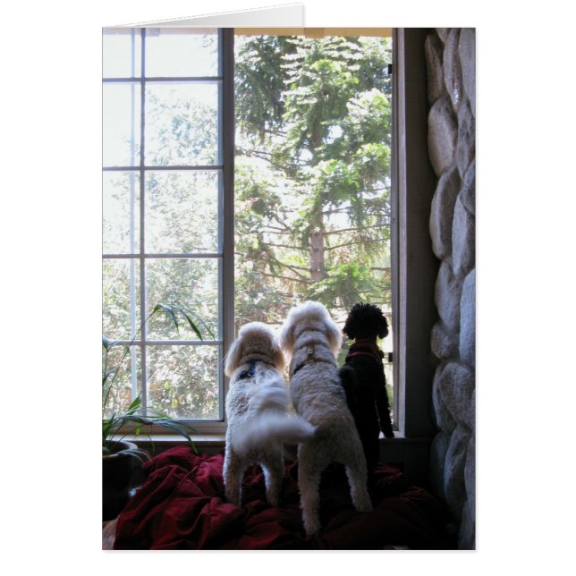 Doggies in the window (Front)