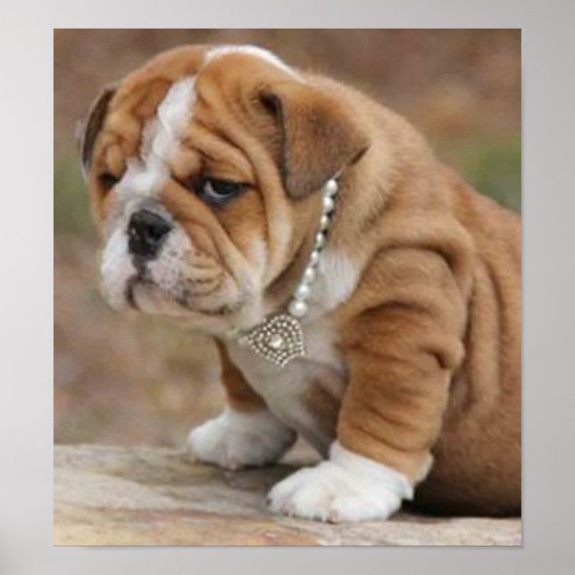 Doggy McDogface English Bulldog Poster (Front)