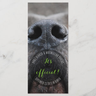 Dognose Rack Cards