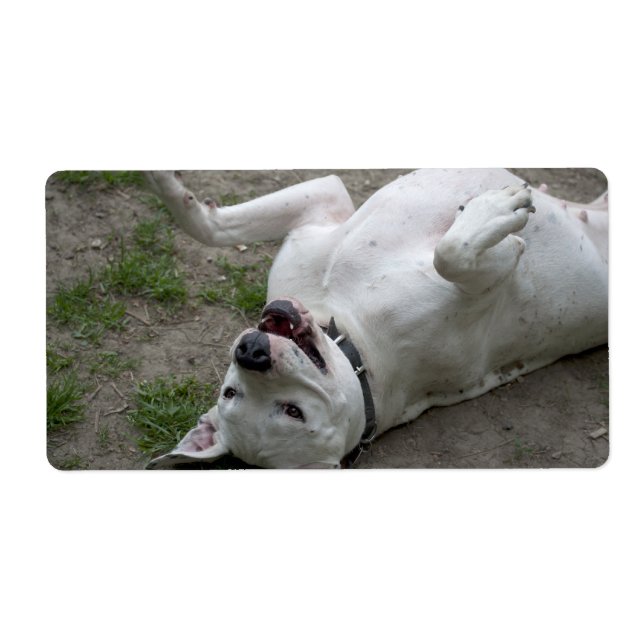 Dogo Argentino (Devant)