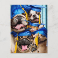 Dogs and Cat Grads in Photo Booth