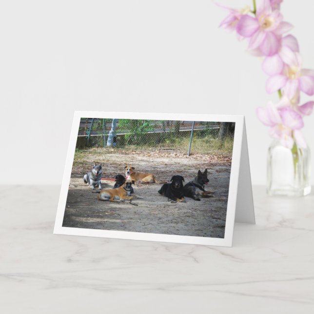 Dogs at Training School Card (Orchid)