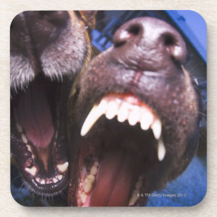 Dogs barking coaster