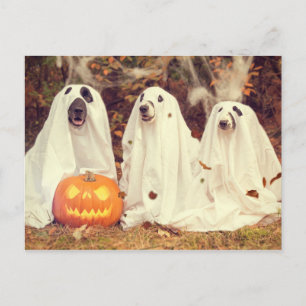 Dogs in Ghost Costumes Funny Halloween Postcard