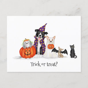 Dogs in Halloween costumes postcard