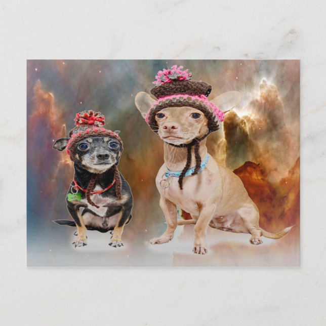 Dogs in Hats Postcard (Front)