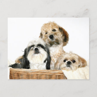 Dogs in laundry basket postcard