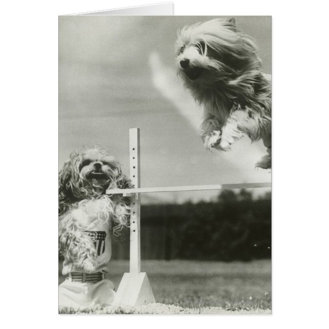 Dogs jumping over miniature high jump bar (Front)