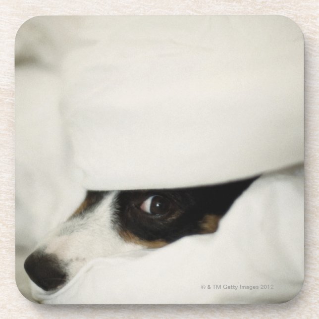 Dog's Nose Sticking Out From Bedding Coaster (Front)