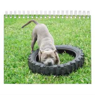 Dogs Of Different Breeds 2018, Calendar