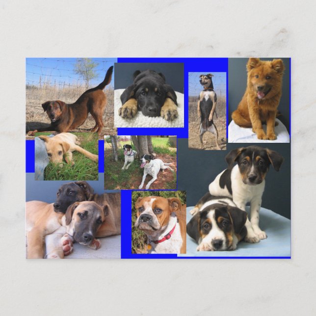 Dogs of the OKC Animal Shelter Postcard (Front)