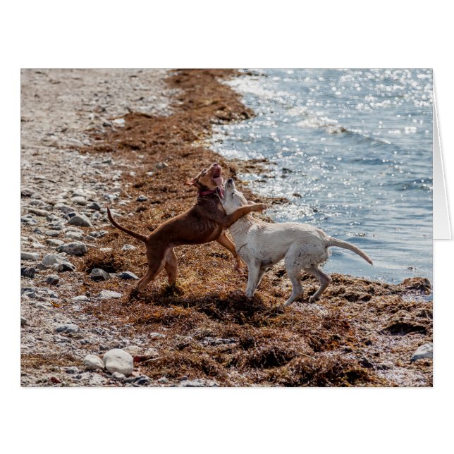 Dogs on beach (Front Horizontal)