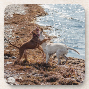 Dogs on beach coaster