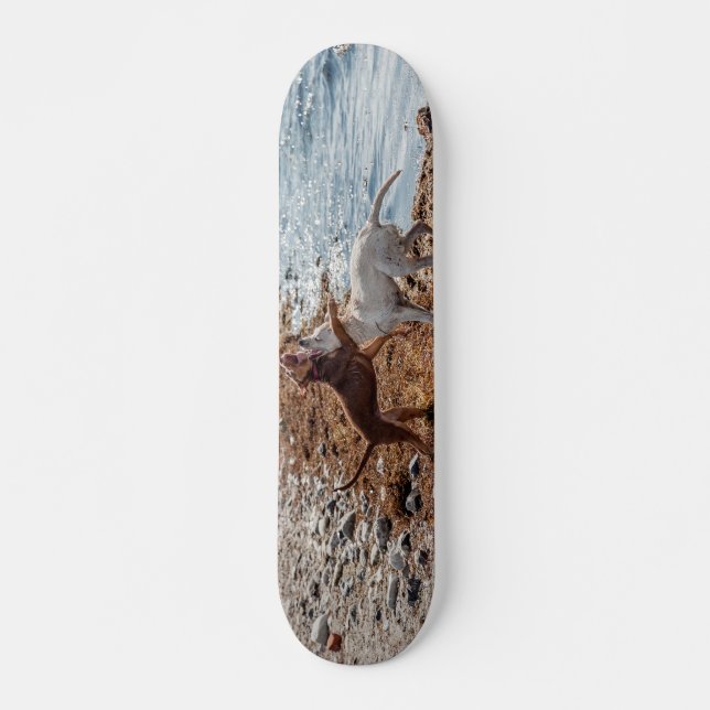 Dogs on beach skateboard (Front)