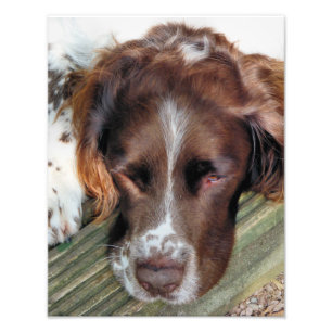 DOGS PHOTO PRINT