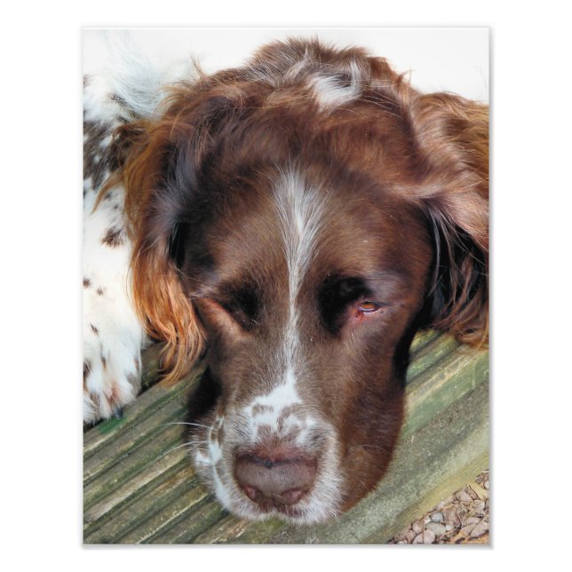 DOGS PHOTO PRINT (Front)