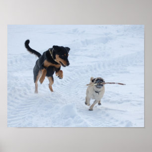 Dogs Playing in the Snow Poster