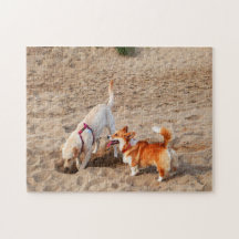 Dogs playing on beach 