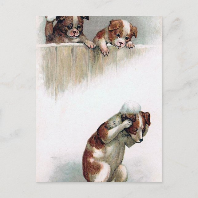 "Dogs playing Snowballs" Vintage Postcard (Front)